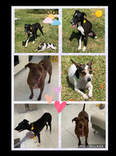 Load image into Gallery viewer, Dog Boarding (cost per day of boarding)