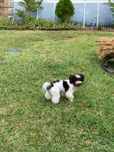 Load image into Gallery viewer, Dog Boarding (cost per day of boarding)