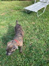 Load image into Gallery viewer, Dog Boarding (cost per day of boarding)