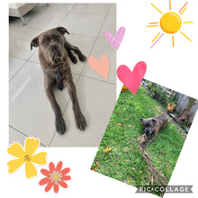 Load image into Gallery viewer, Dog Boarding (cost per day of boarding)