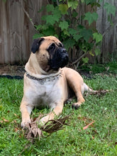 Load image into Gallery viewer, Dog Boarding (cost per day of boarding)