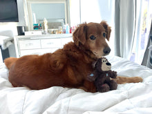 Load image into Gallery viewer, Dog Boarding (cost per day of boarding)