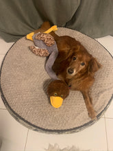 Load image into Gallery viewer, Dog Boarding (cost per day of boarding)