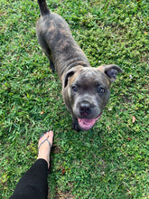 Load image into Gallery viewer, Dog Boarding (cost per day of boarding)