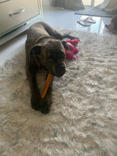 Load image into Gallery viewer, Dog Boarding (cost per day of boarding)