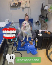 Load and play video in Gallery viewer, Dog Dental Care (No Sedation)
