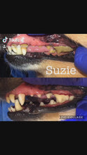 Load and play video in Gallery viewer, Dog Dental Care (No Sedation)
