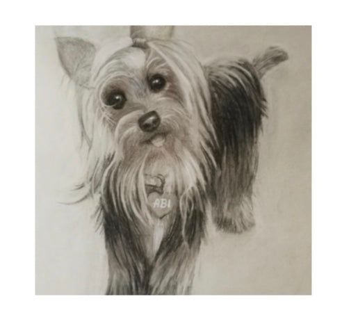 Dog Drawings & Portraits