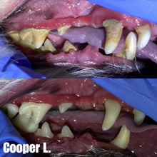Load image into Gallery viewer, Dog Dental Care (No Sedation)
